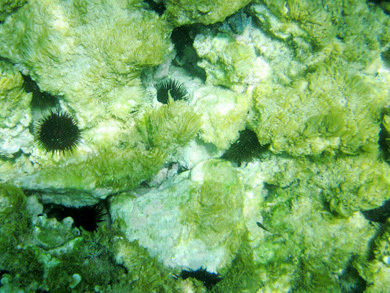 $4コマ漫画 - 英国紳士と国際結婚@ロンドン