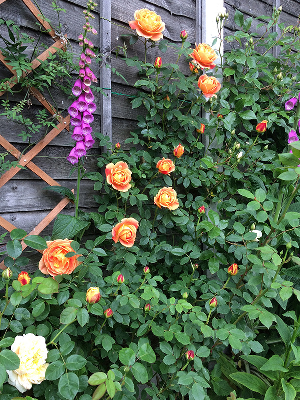 aIMG_9152