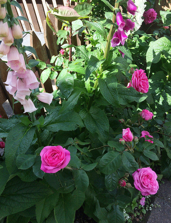 aIMG_9266