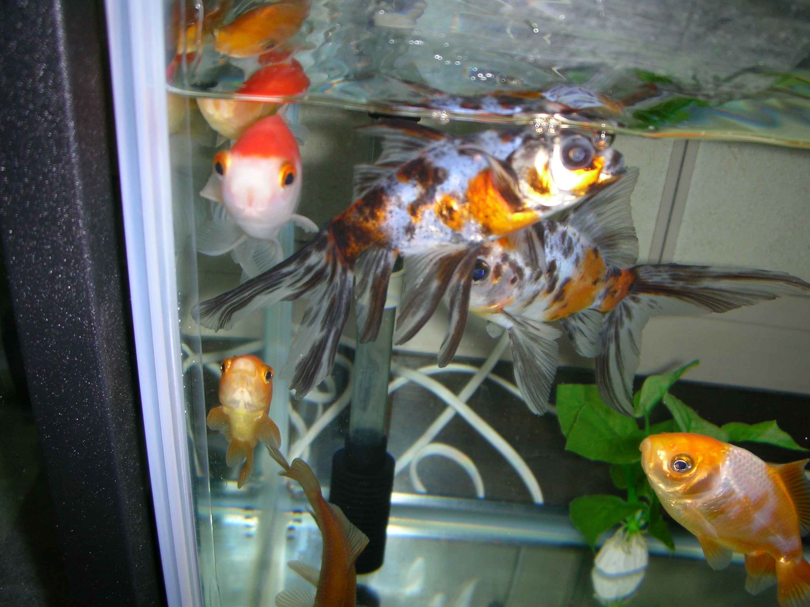 Elbowdropの徒然なるがままに 金魚 Elbowdropの徒然なるがままに 金魚