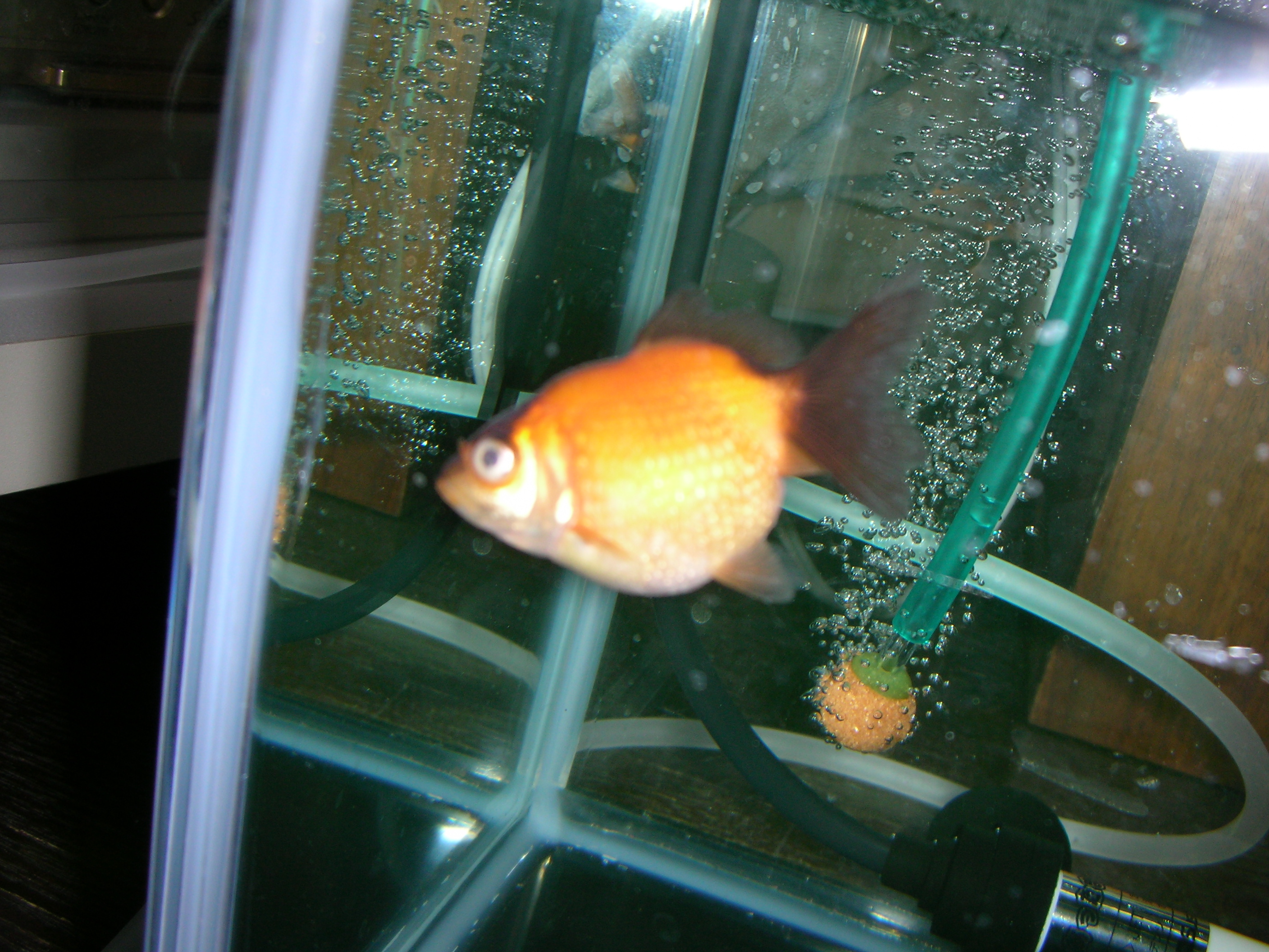 Elbowdropの徒然なるがままに 金魚 Elbowdropの徒然なるがままに 金魚