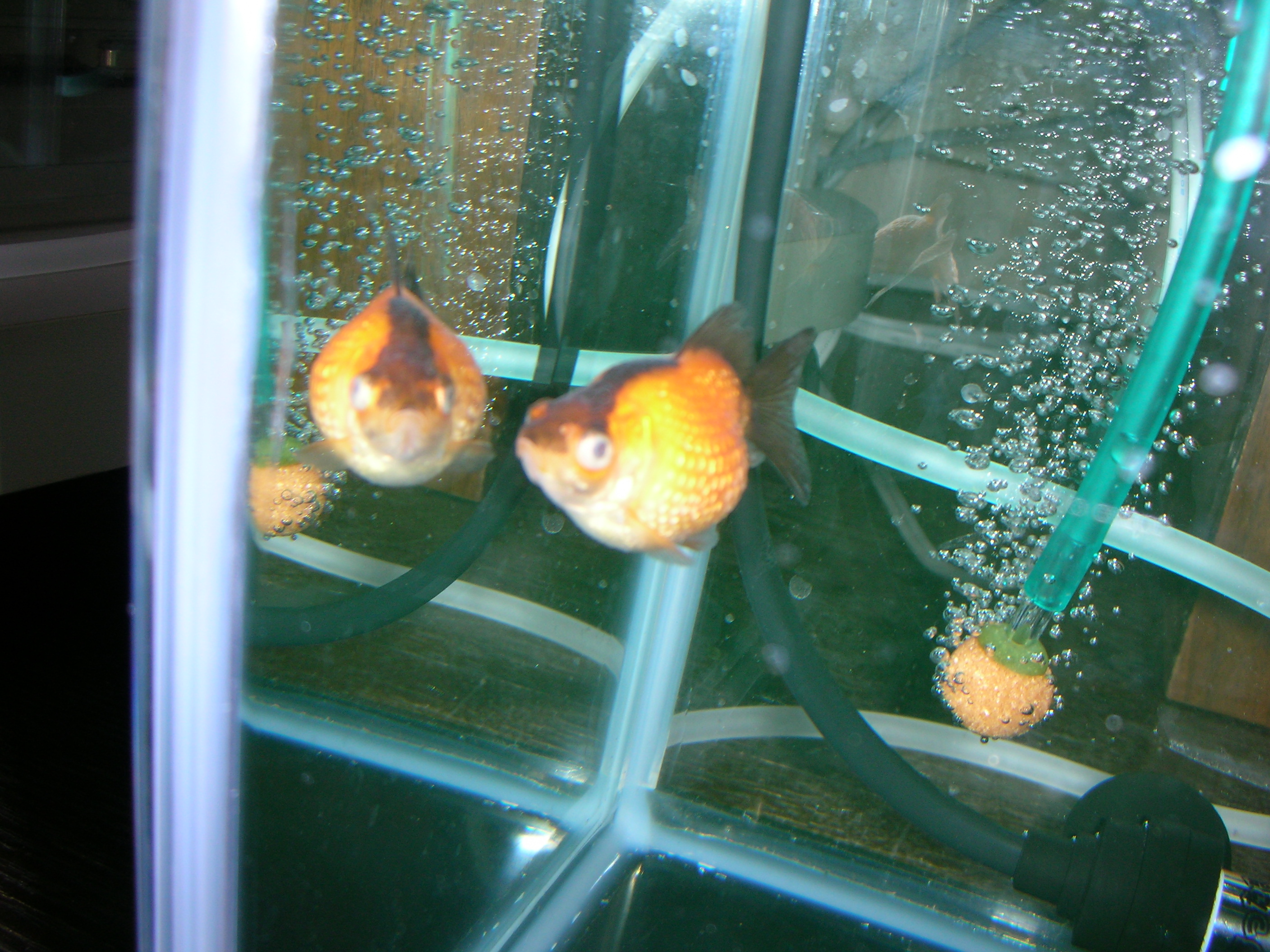 Elbowdropの徒然なるがままに 金魚 Elbowdropの徒然なるがままに 金魚
