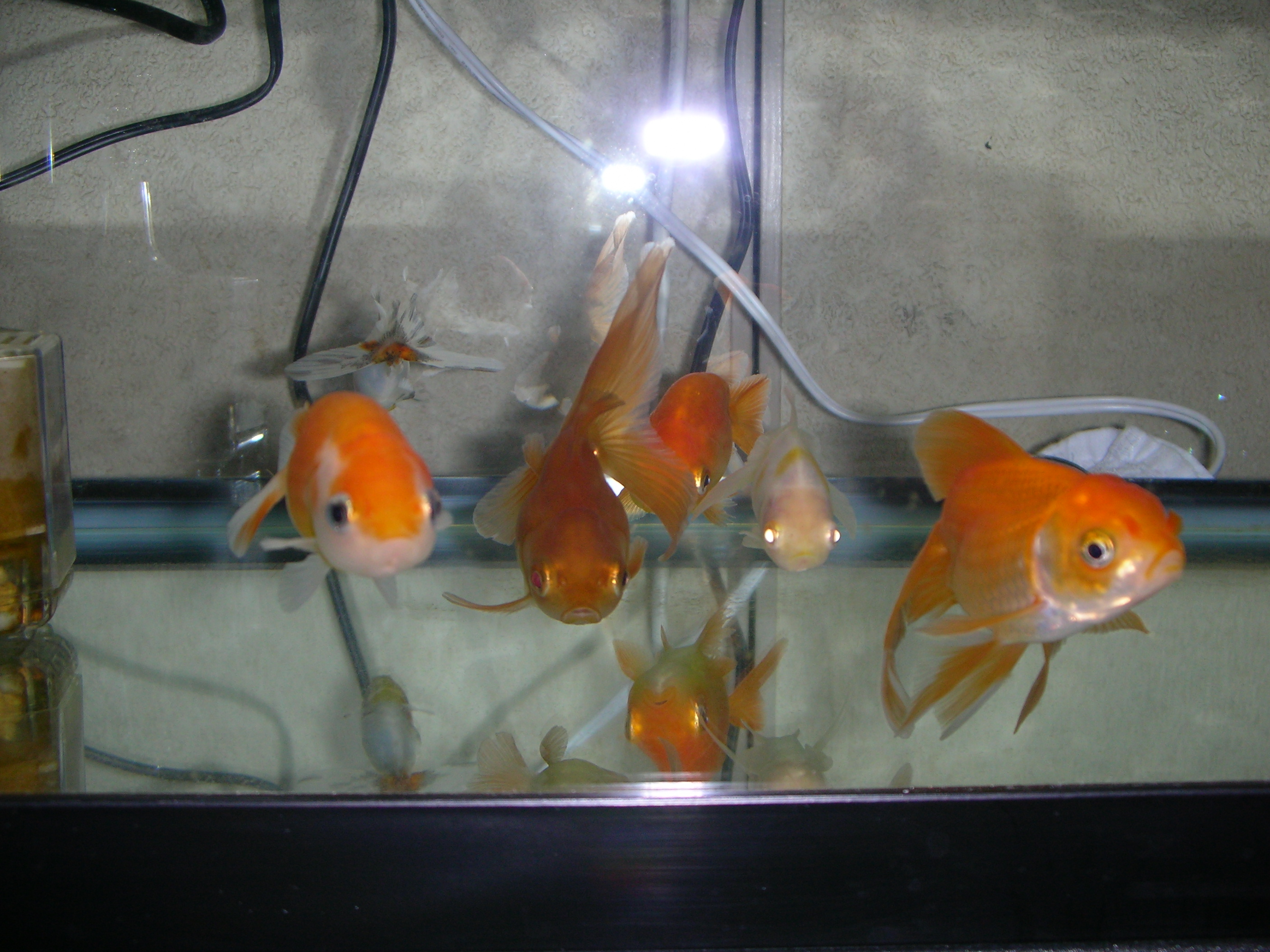 Elbowdropの徒然なるがままに 金魚 Elbowdropの徒然なるがままに 金魚