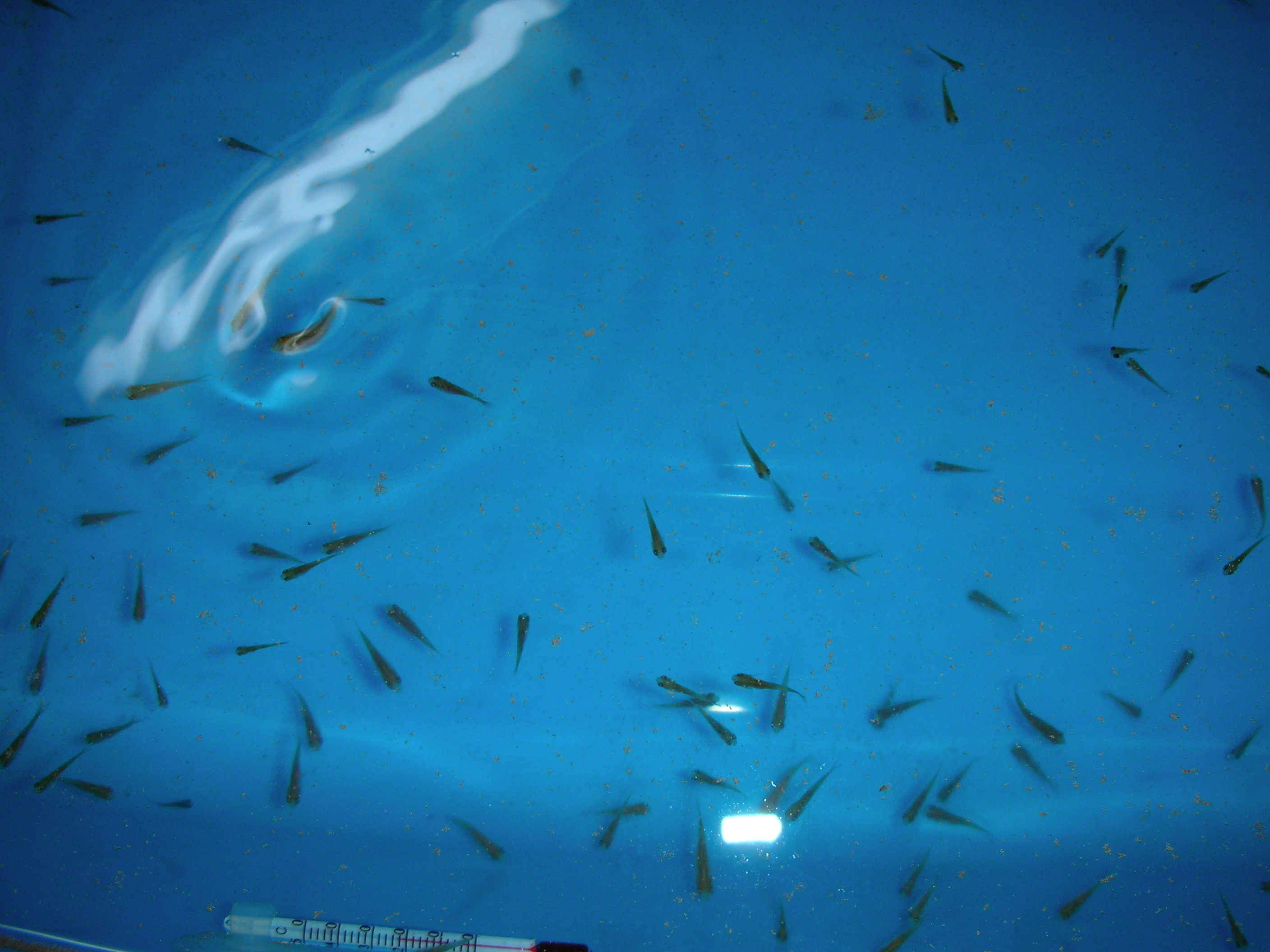Elbowdropの徒然なるがままに 金魚 Elbowdropの徒然なるがままに 金魚