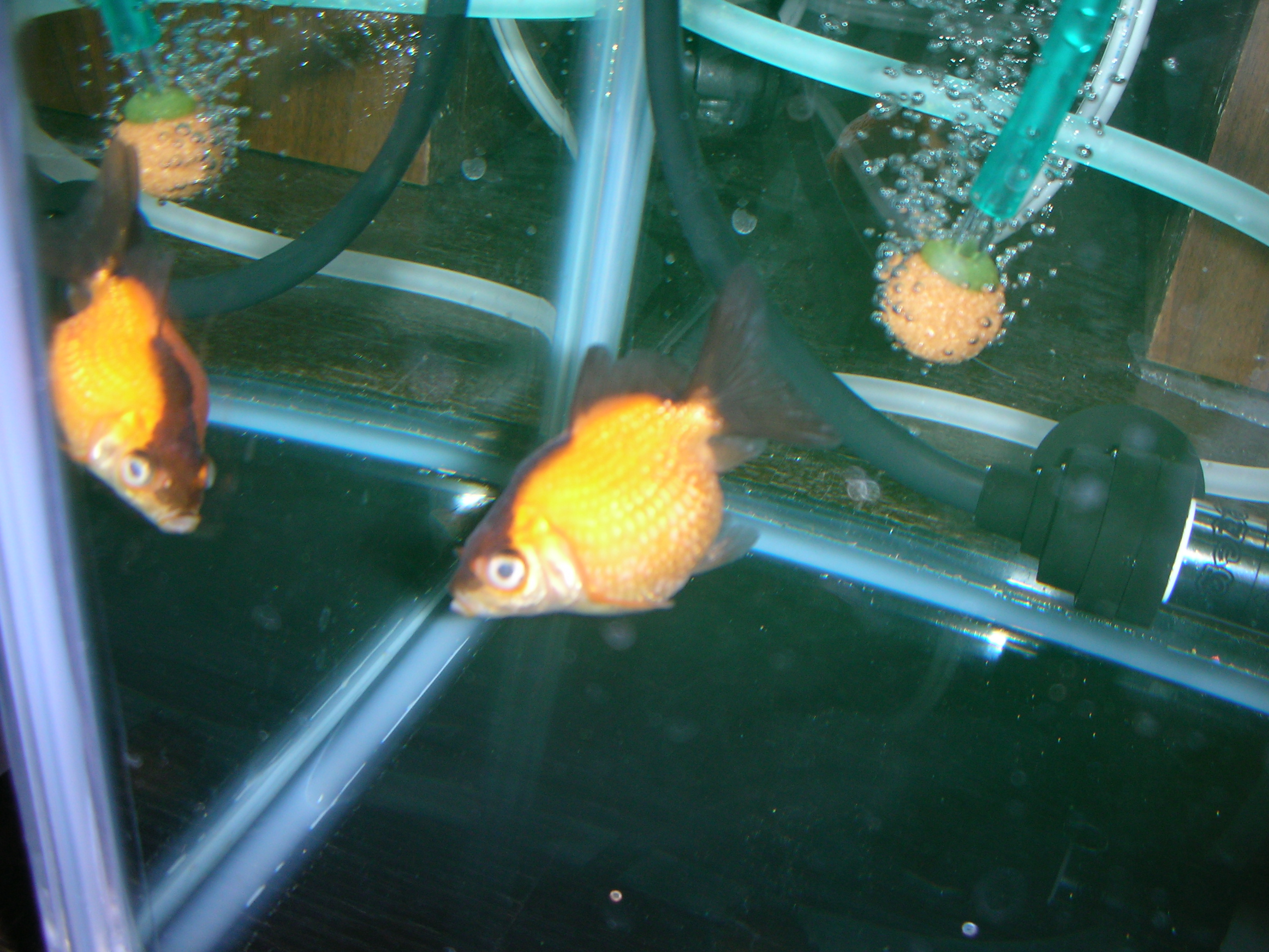 Elbowdropの徒然なるがままに 金魚 Elbowdropの徒然なるがままに 金魚