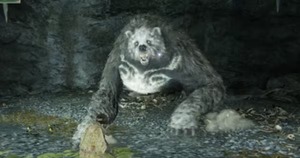 ルーンベア