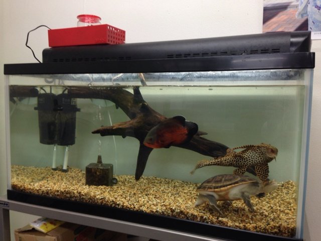 混泳水槽 飼育者fujiの日誌