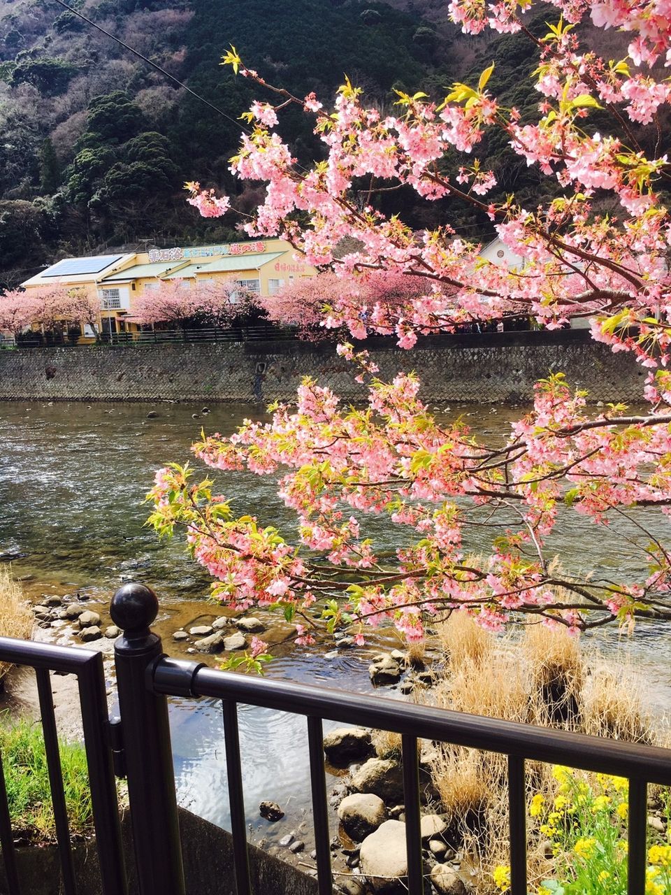 伊豆旅行_170428_0060