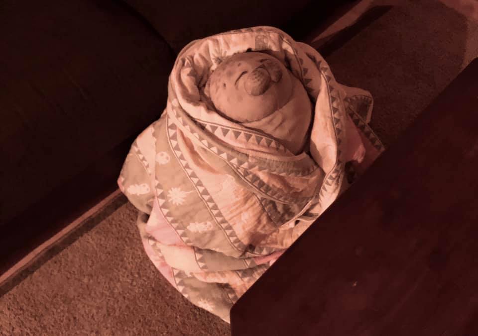 138641683_4085351691493512_2587520552424621974_n