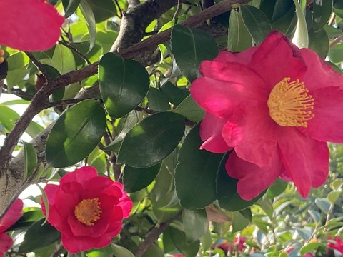 2026.01.23　山茶花