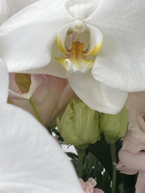 お花　4
