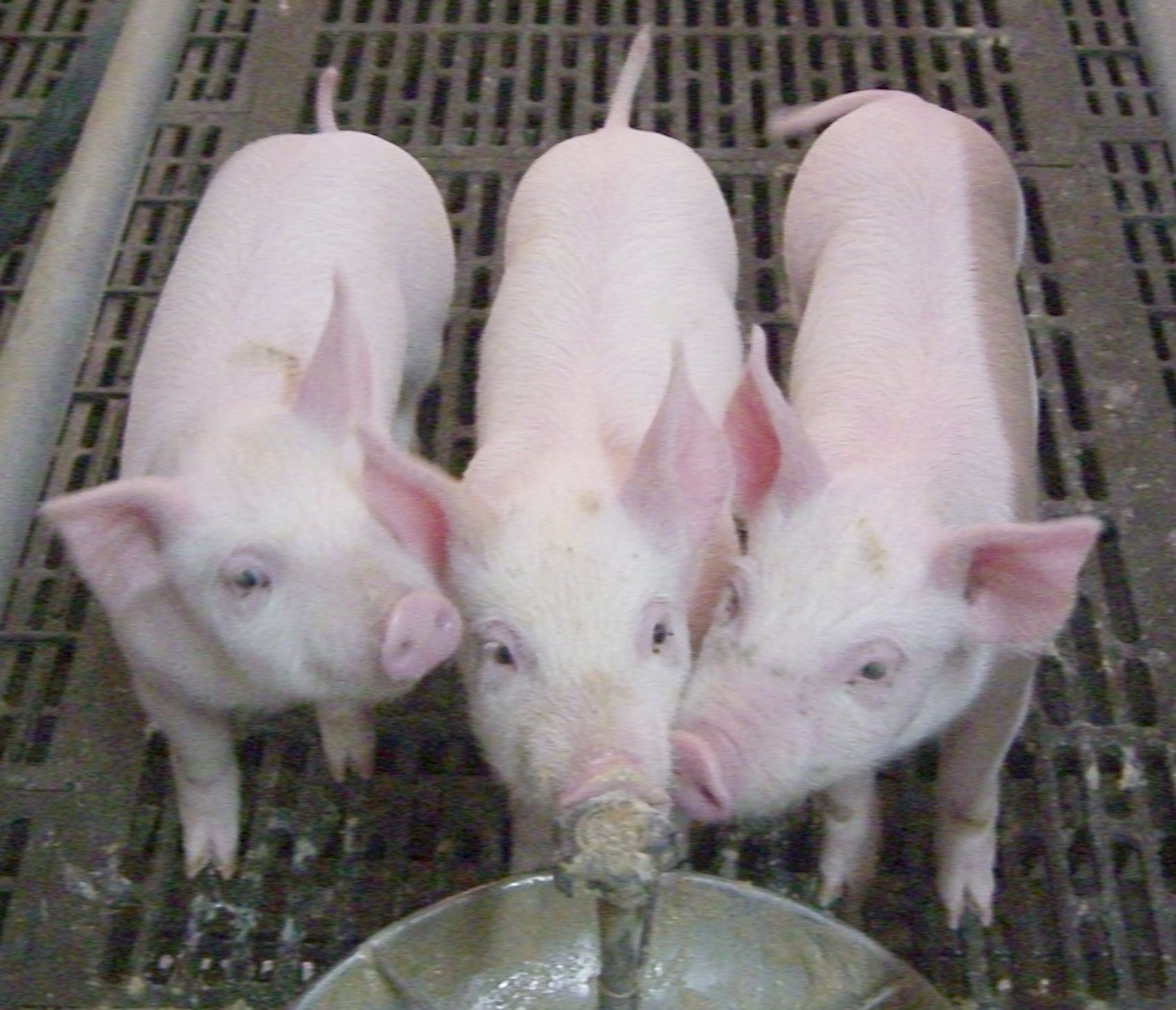 エインズレイ 豚の親子インテリア小物 - www.rdkgroup.la