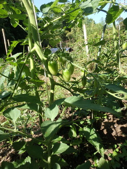 P6101900