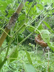 ピーマンとアブラゼミ
