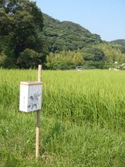 P7240182