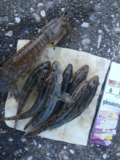 夏ハゼ釣り : やってみる あそんでみるから はじめよう 夏ハゼ釣り : やってみる あそんでみるから はじめよう