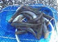 ハゼ釣り釣果