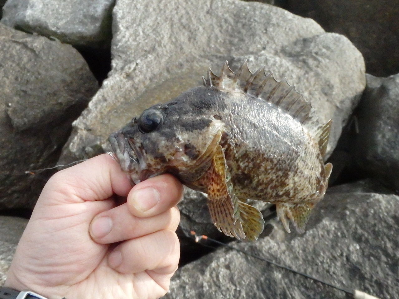 冬はドンコがおいしい やってみる あそんでみるから はじめよう