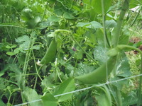 スナックエンドウ