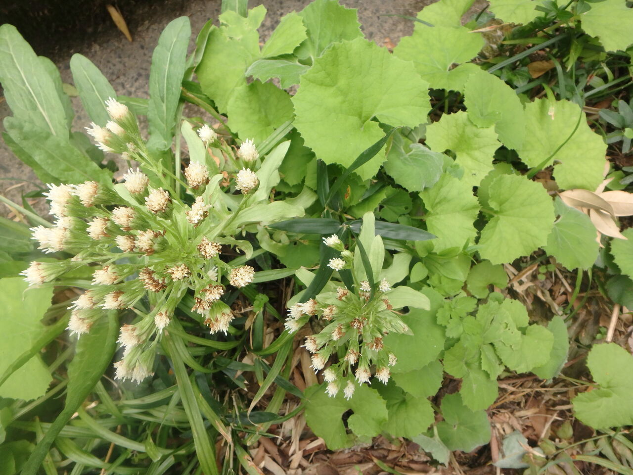 伸びたフキの花 やってみる あそんでみるから はじめよう 伸びたフキの花 やってみる あそんでみるから はじめよう