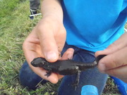 ぱんぱんいもり