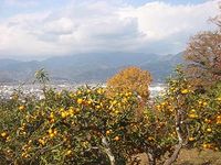 mikanbatake-to-tanzawa