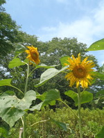 P7110835