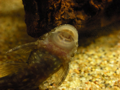 アクアリストを目指す Vol 23 X Hazard