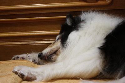 寝たきり老犬のエアーペロペロ コリーですの シェルティですの 寝たきり老犬のエアーペロペロ コリーですの シェルティですの