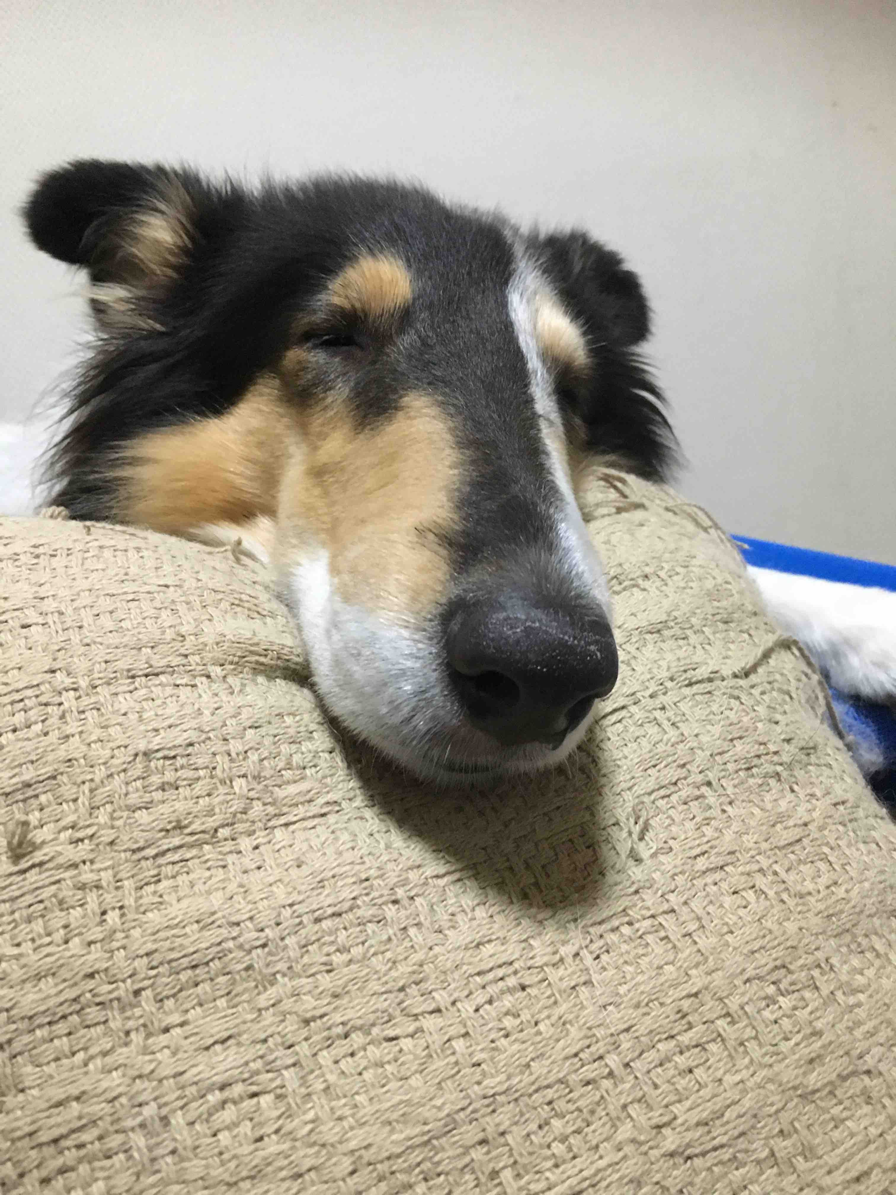 小型犬探してます続編 コリーですの シェルティですの 小型犬探してます続編 コリーですの シェルティですの