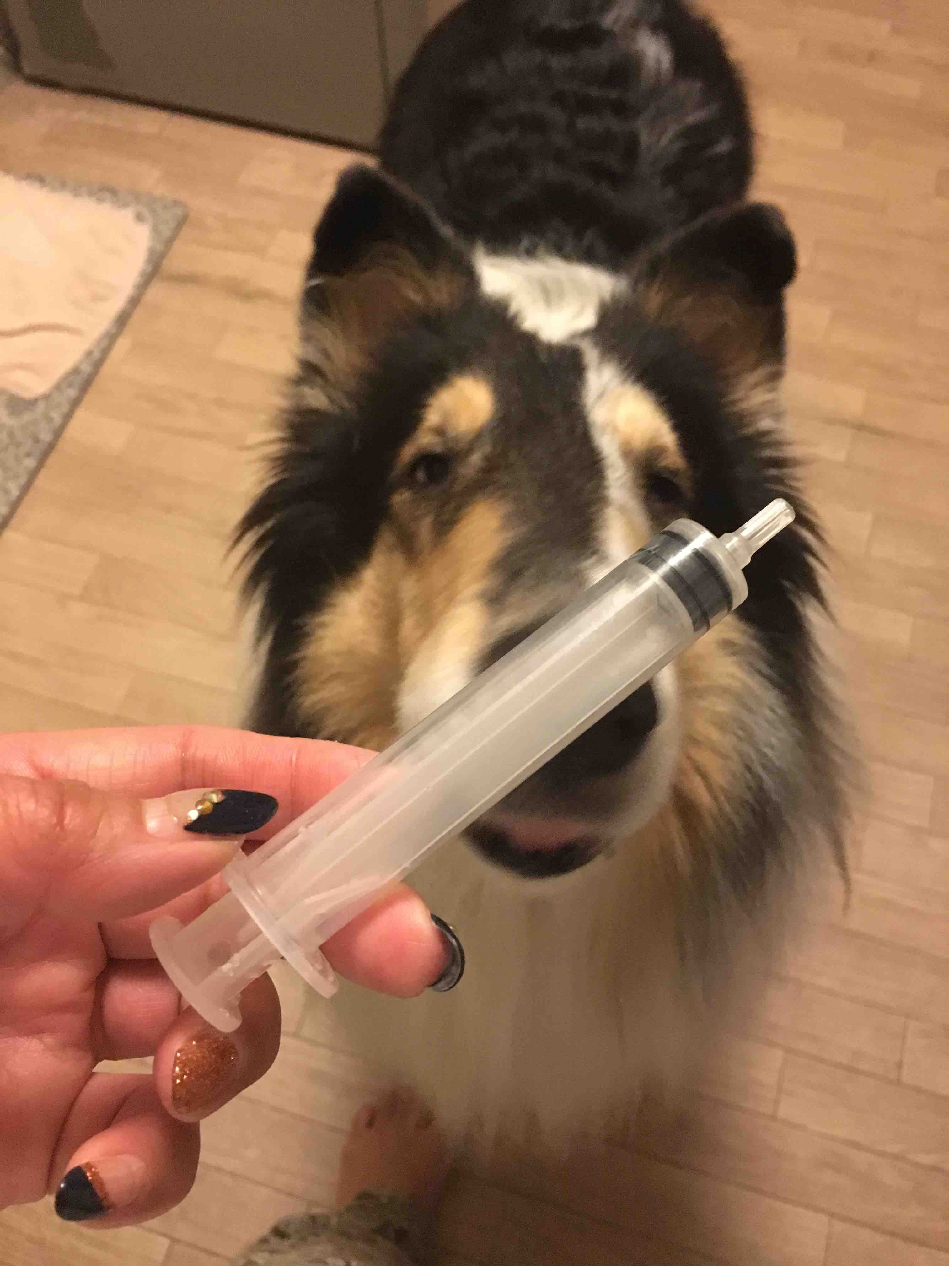 ミロちゃんプチ闘病生活で胃腸炎 コリーですの シェルティですの