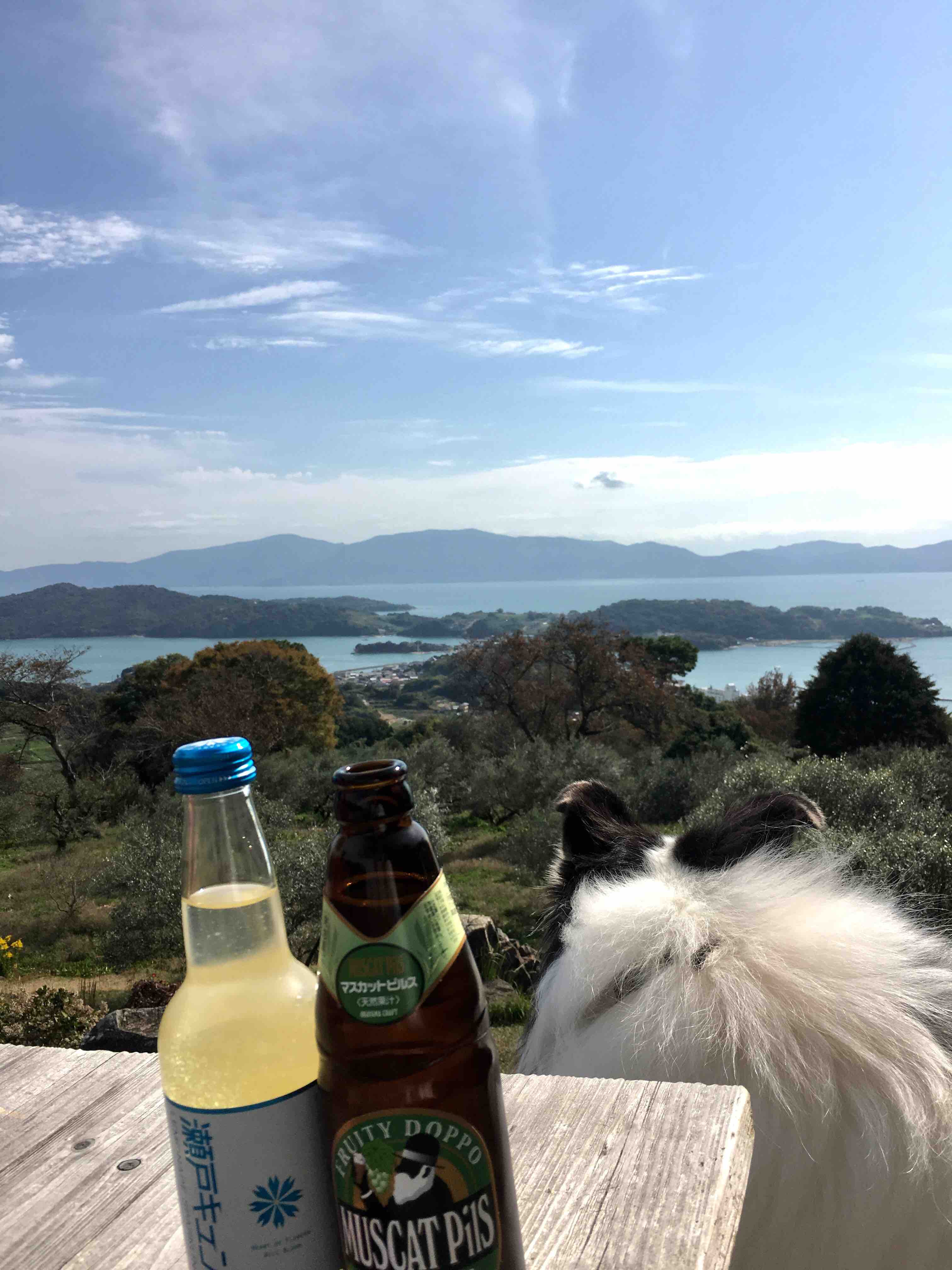 日本のエーゲ海瀬戸内旅行 牛窓オリーブ園 コリーですの シェルティですの
