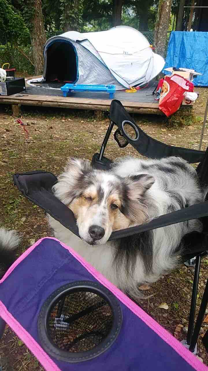 犬連れキャンプで悩み コリーですの シェルティですの 犬連れキャンプで悩み コリーですの シェルティですの