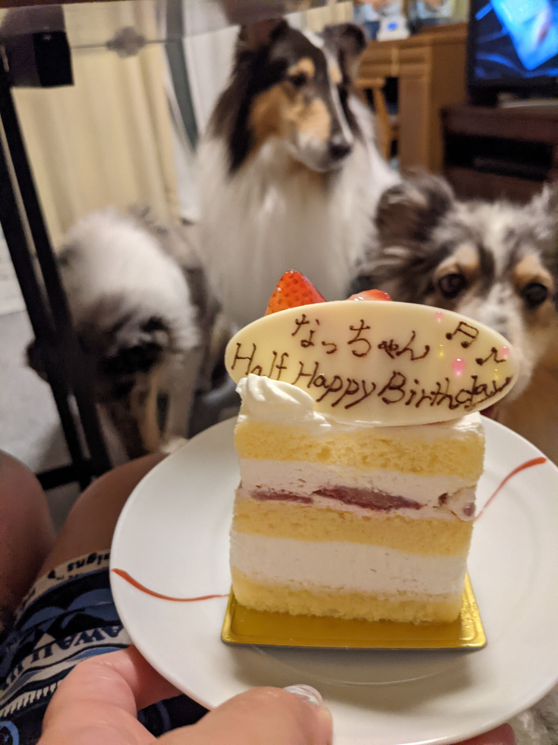子犬ハーフバースデー コリーですの シェルティですの 子犬ハーフバースデー コリーですの シェルティですの