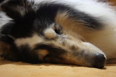 寝たきり老犬のエアーペロペロ コリーですの シェルティですの 寝たきり老犬のエアーペロペロ コリーですの シェルティですの