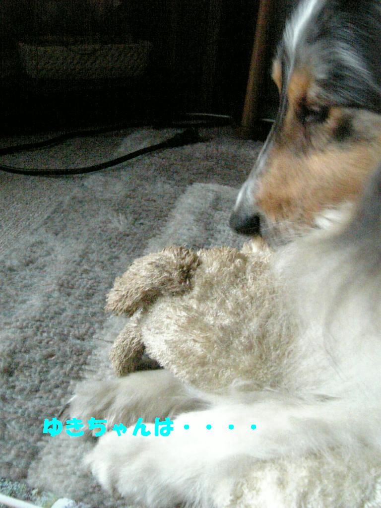 多摩センター動物病院訴訟 コリーですの シェルティですの