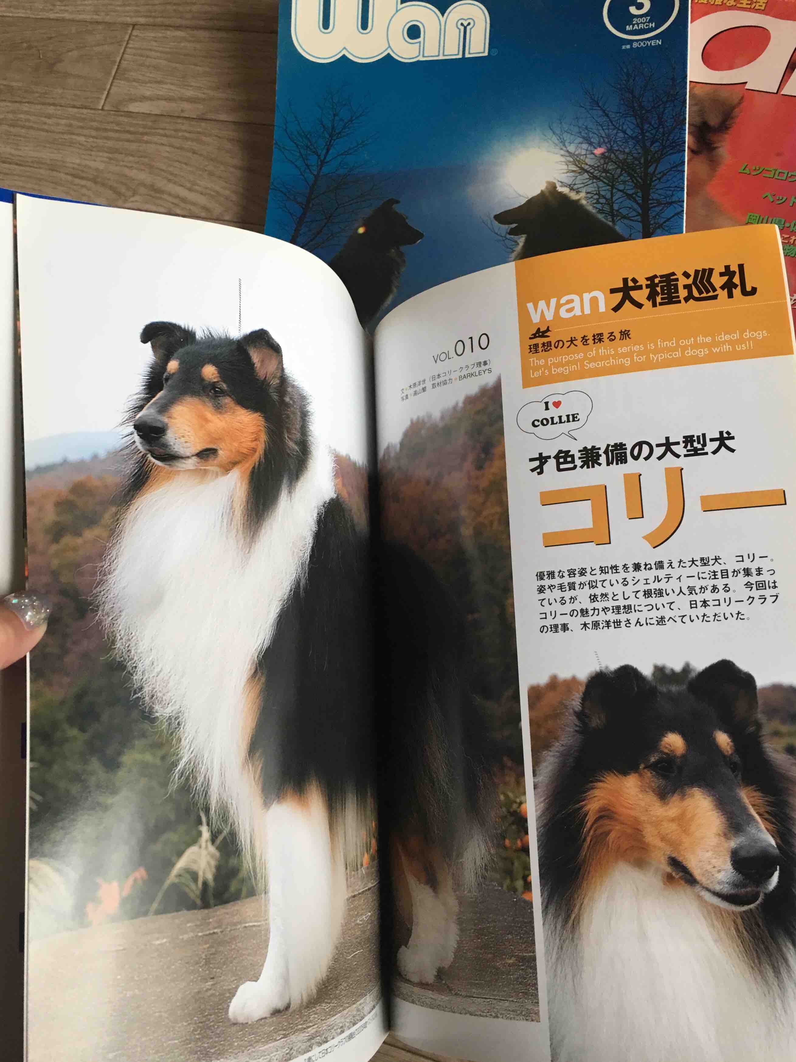 捨てられない物 コリーですの シェルティですの 捨てられない物 コリーですの シェルティですの