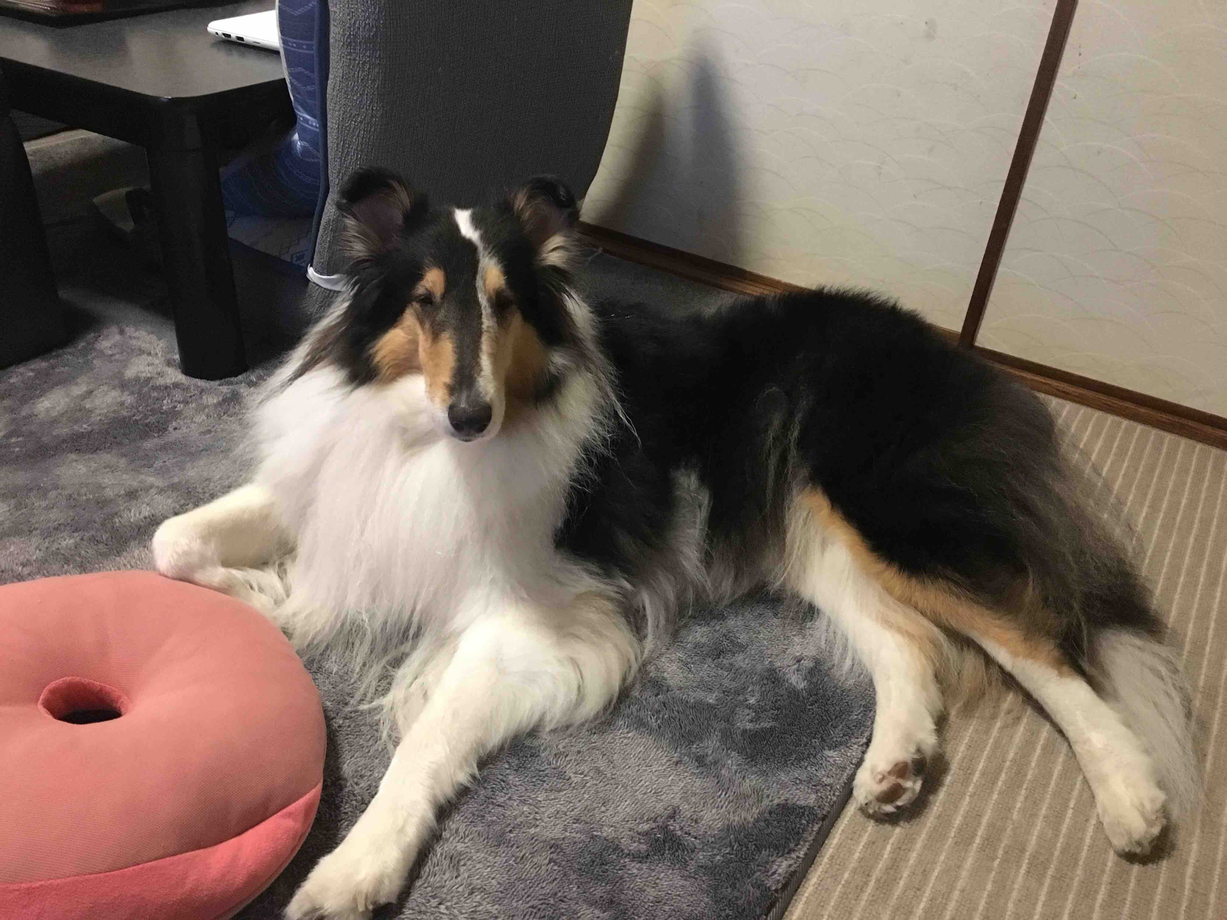 うちの犬が可愛すぎて コリーですの シェルティですの うちの犬が可愛すぎて コリーですの シェルティですの