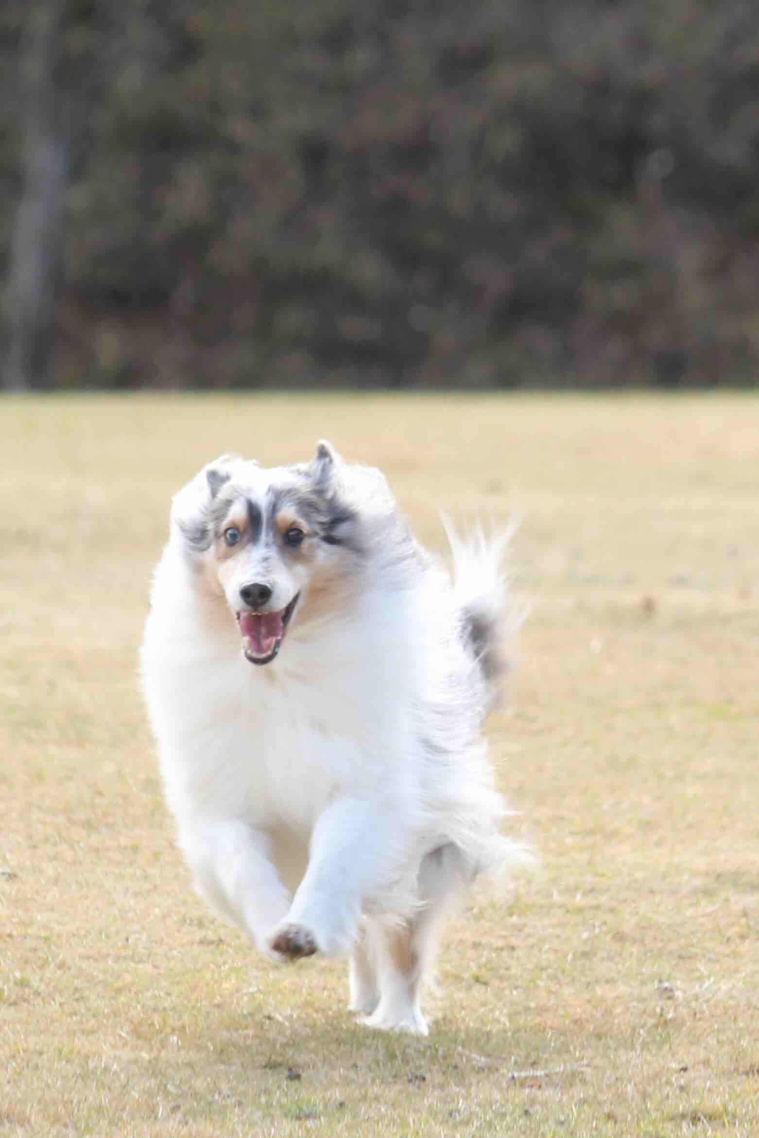 私の可愛い犬たちが楽しそうに走ってます コリーですの シェルティですの 私の可愛い犬たちが楽しそうに走ってます コリーですの シェルティですの