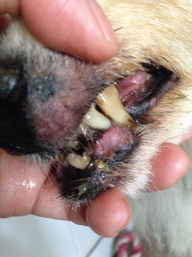 老犬の歯が命 生薬歯磨きから乳酸菌パックまで コリーですの シェルティですの 老犬の歯が命 生薬歯磨きから乳酸菌パックまで コリーですの シェルティですの