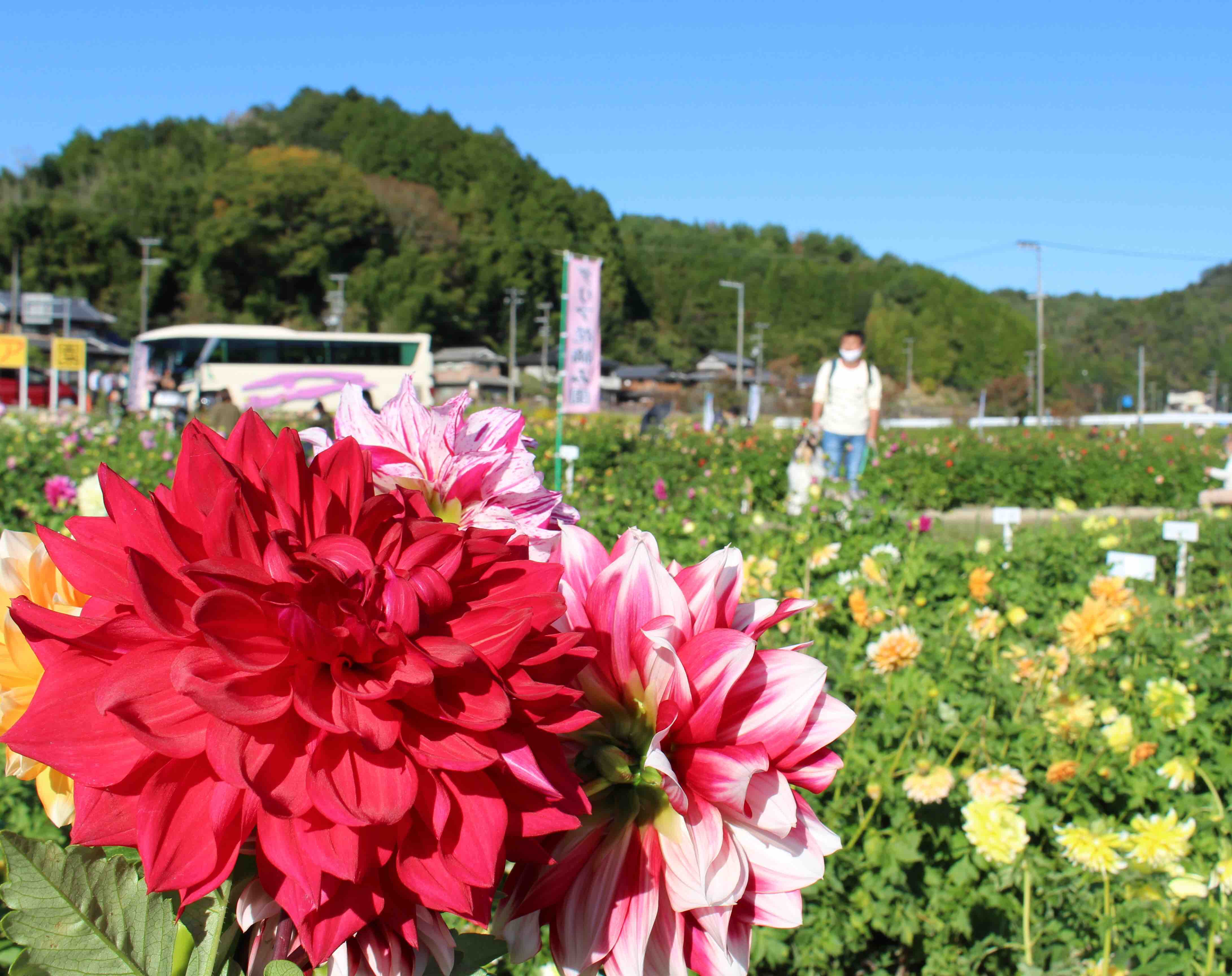 宝塚ダリア園 コリーですの シェルティですの
