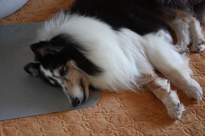 寝たきり老犬のエアーペロペロ コリーですの シェルティですの 寝たきり老犬のエアーペロペロ コリーですの シェルティですの