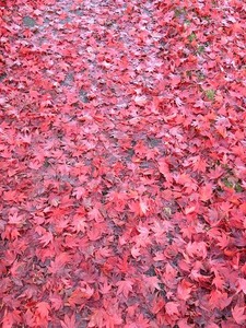 IMG_7941