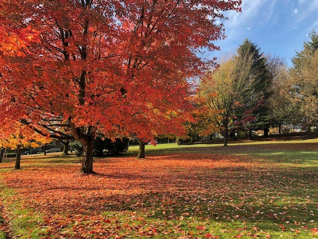 バンクーバーあちこち秋画像 紅葉と松茸 E Living Vancouver