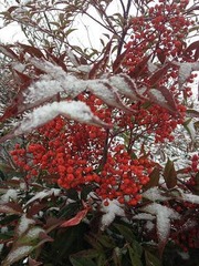 Blog snow (3)