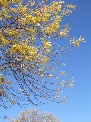 DSCF2092
