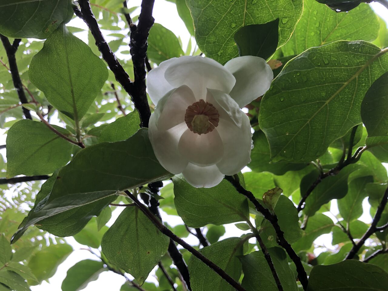 雨の森を歩く ｏｕｔｄｏｏｒ ｓｈｏｐ ｅｌｋのブログ