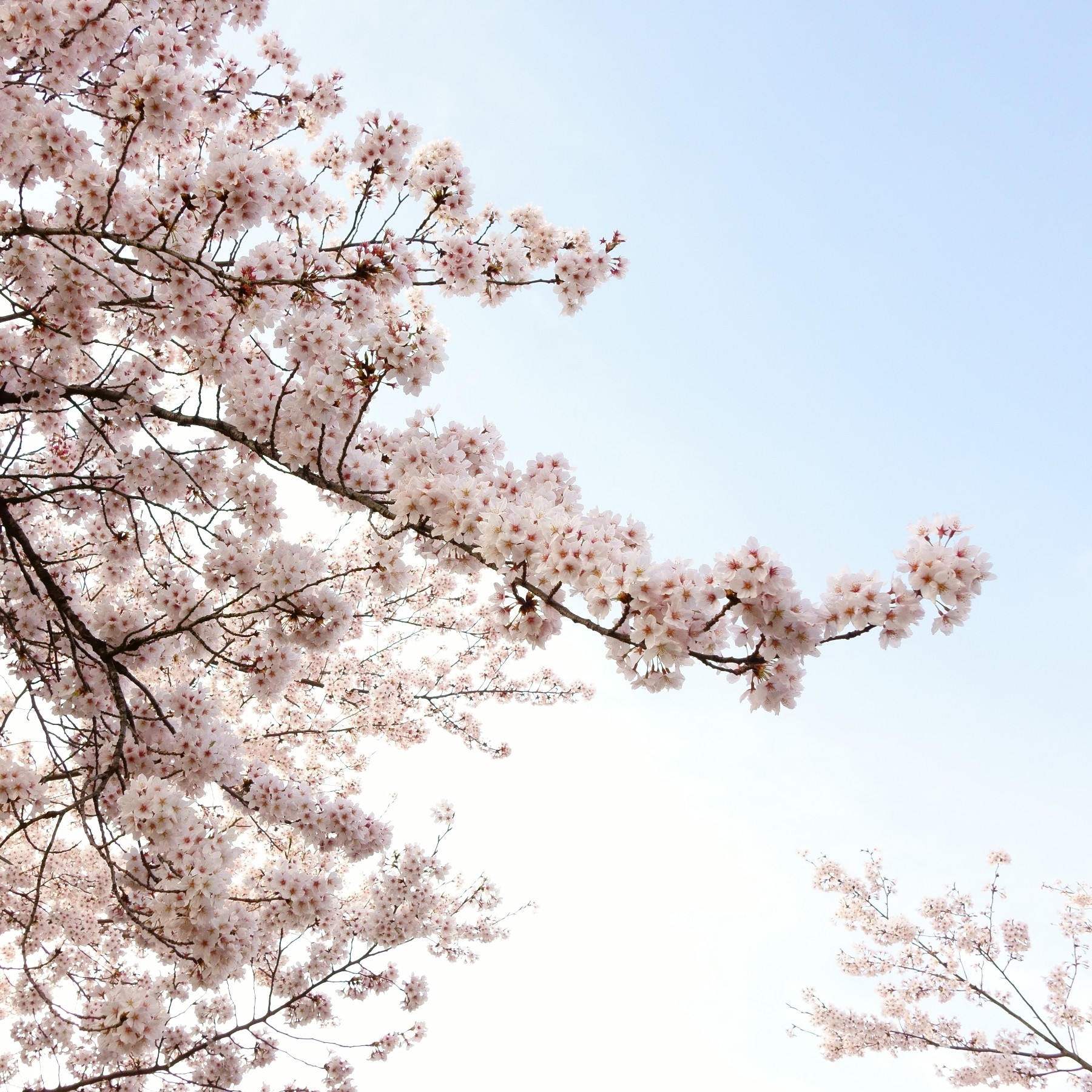 さくら ひらひら 舞い降りて落ちて Spiritual Voice さくら ひらひら 舞い降りて落ちて Spiritual Voice