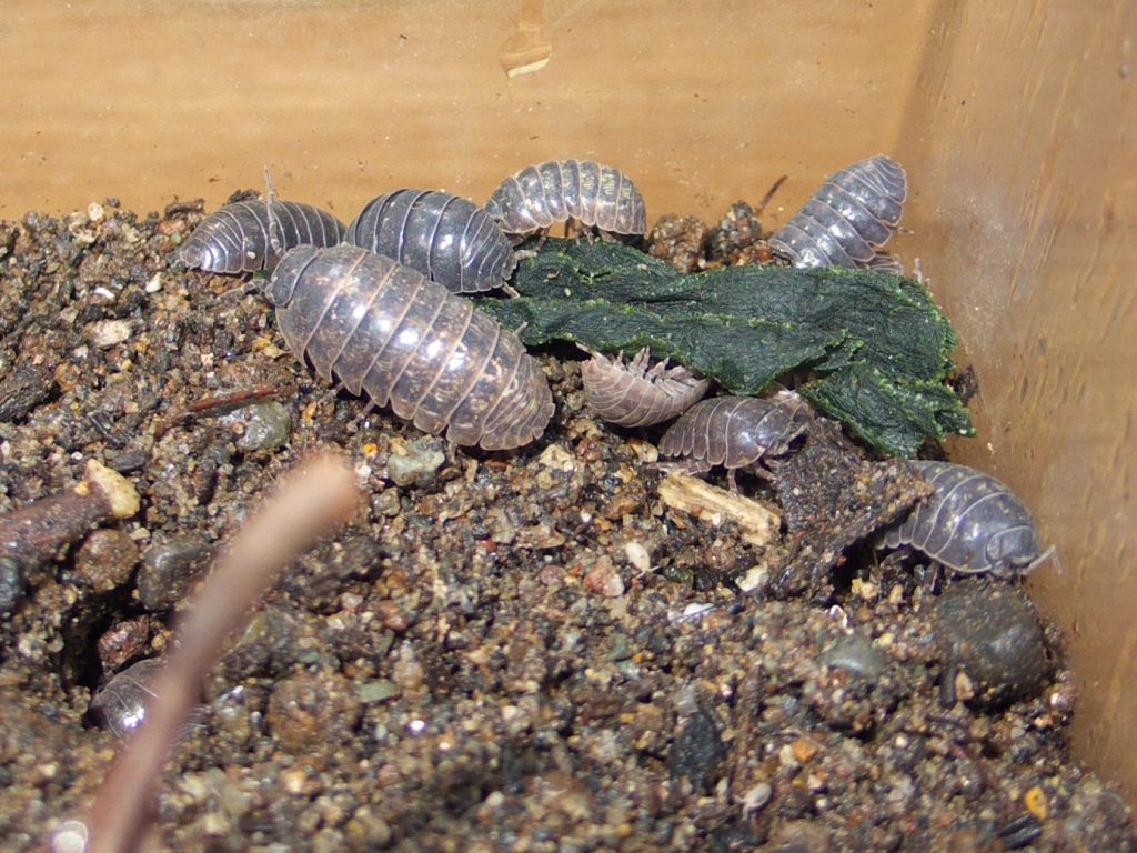 ダンゴムシ と ワラジムシ の違い知ってますか Spiritual Voice