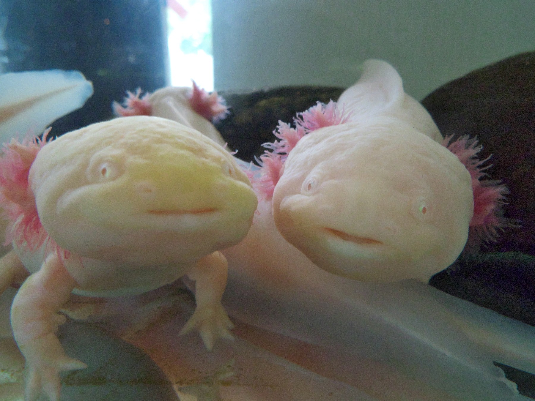 メキシコサラマンダー Spiritual Voice